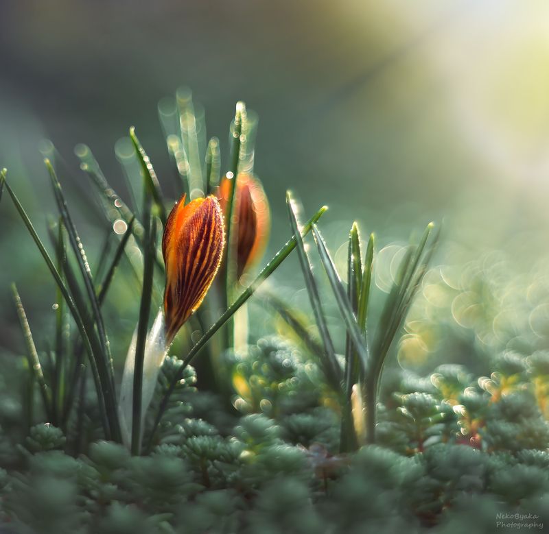 макро, природа, весна, суккуленты, крокус, цветы, солнце, боке, macro, nature, spring, succulents, crocus, flowers, sun, bokeh, Наконец-то веснаphoto preview