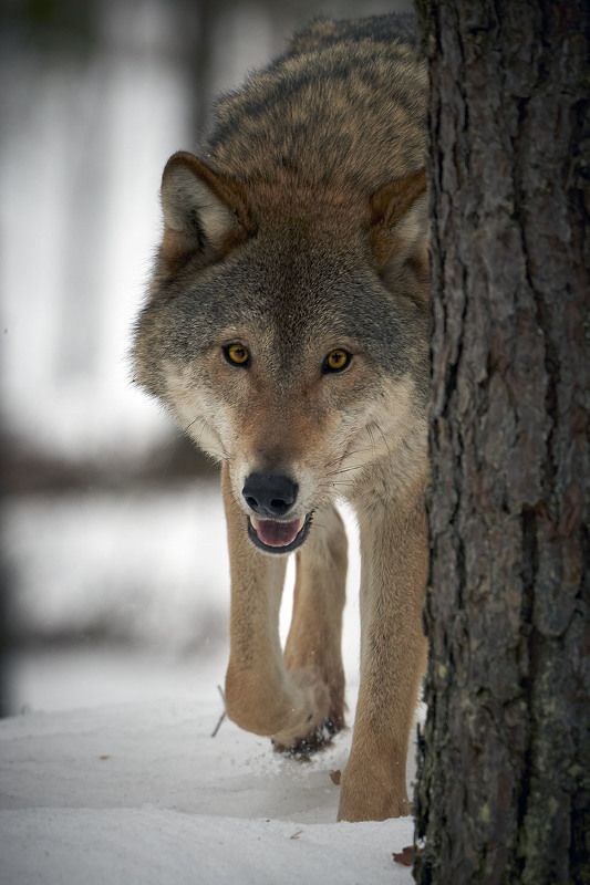 волк, wolf, беларусь, белоруссия, красный бор, фотоохота, серый волк, обыкновенный волк, евразийский волк, европейский волк Целеустремленностьphoto preview