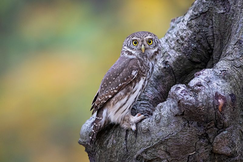 воробьиный сыч не поверишь, пусто!photo preview