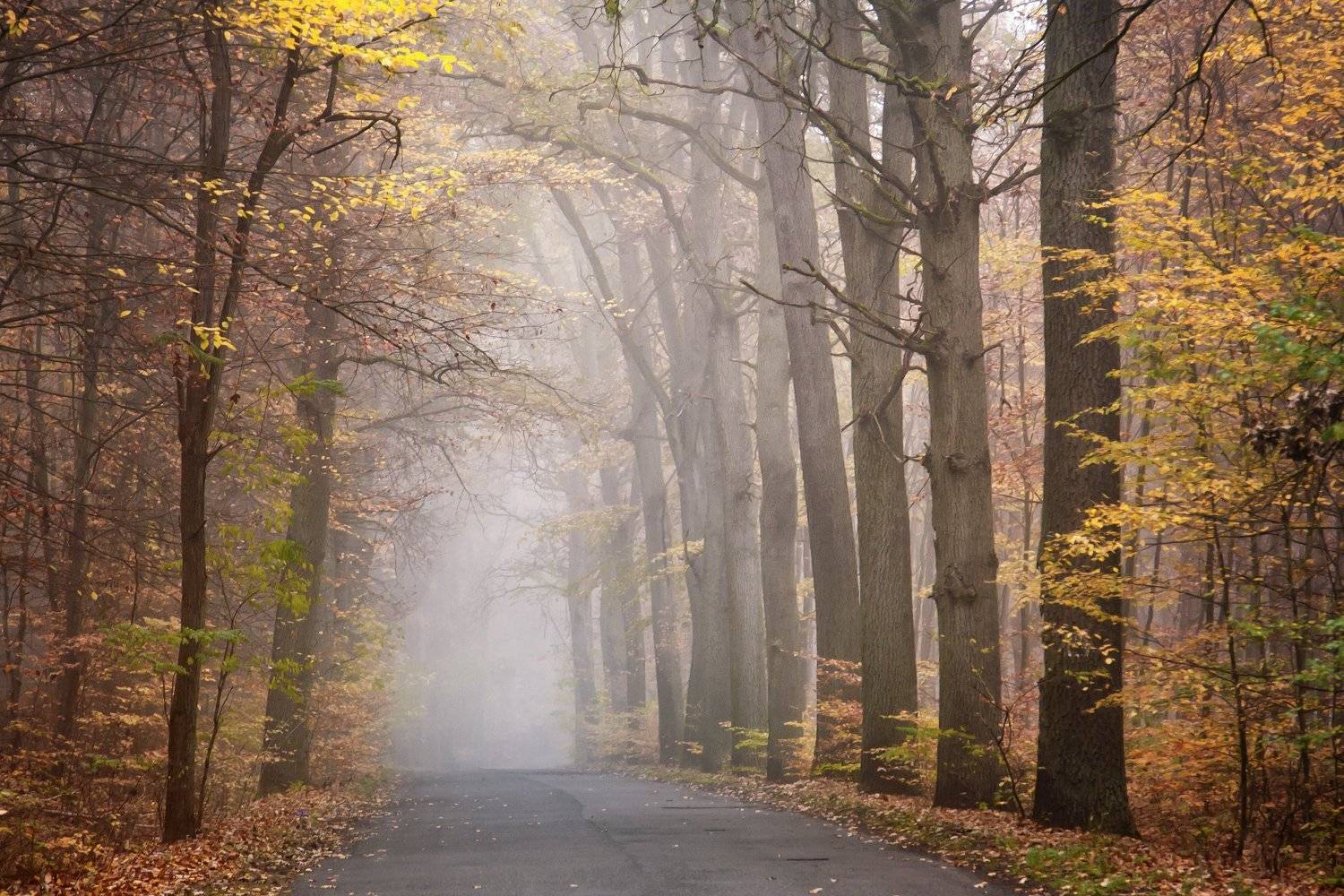 Автор: MiroM , MiroM