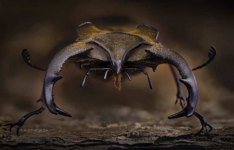 lucanus sericeus, lucanidae Lucanus sericeusphoto preview