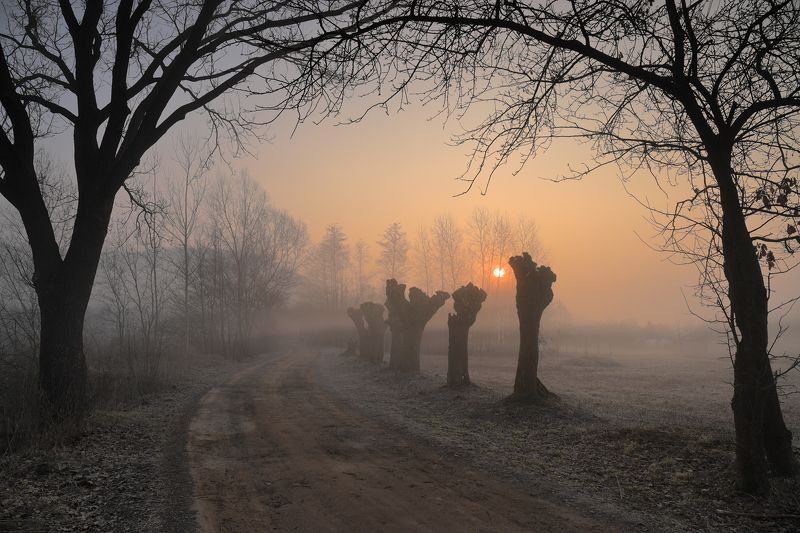 sunrise, morning, sun, mist, fog, road, tree, village, mood, willow, spring, Under the arcadesphoto preview