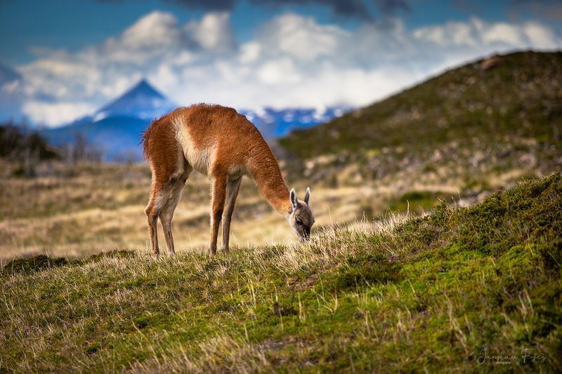 Patagonian Guanacophoto preview