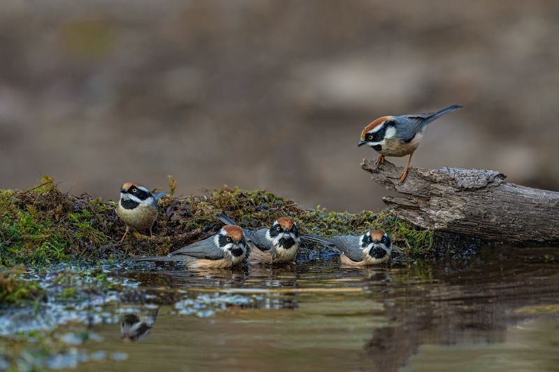 #birds Yep Hurry.......!photo preview