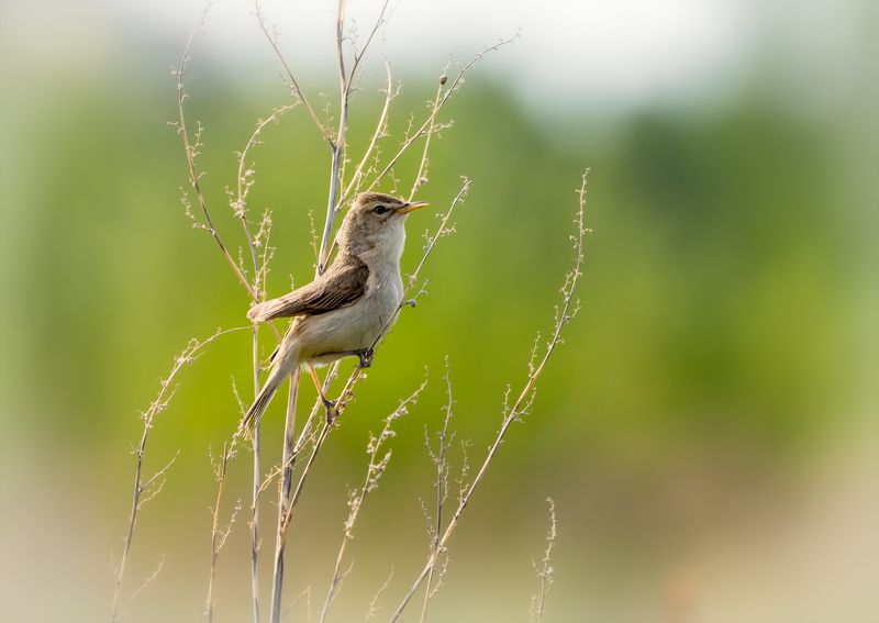 птица, северная бормотушка, северная бормотушка..photo preview