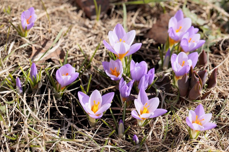 крокусы, весна, природа Крокусыphoto preview