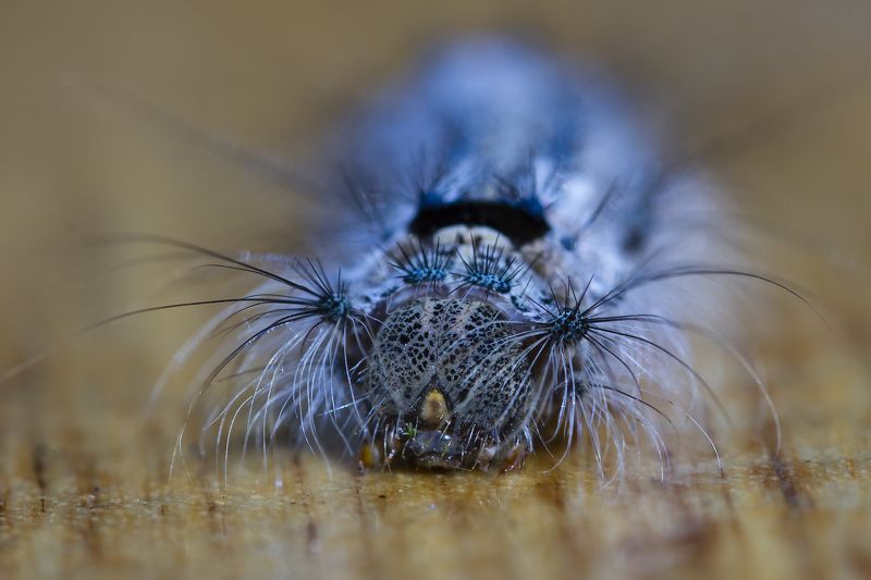 природа, макро, насекомые, гусеницы Инопланетянкаphoto preview