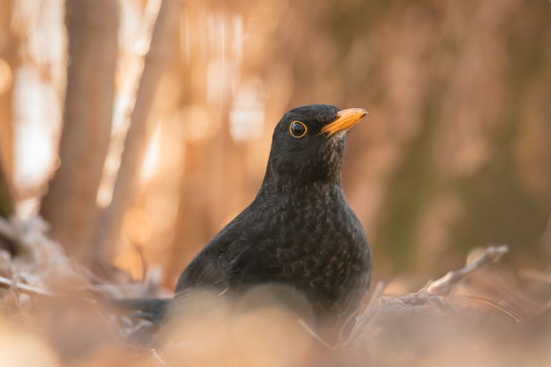 чёрный дрозд,  turdus merula, птица на закате, лесная птица, чёрная птица, жёлтый клюв, портрет птицы, крупный план птицы, оранжевый, птицы россии, птицы подмосковья, одинцовский городской округ Причина лесного шорохаphoto preview