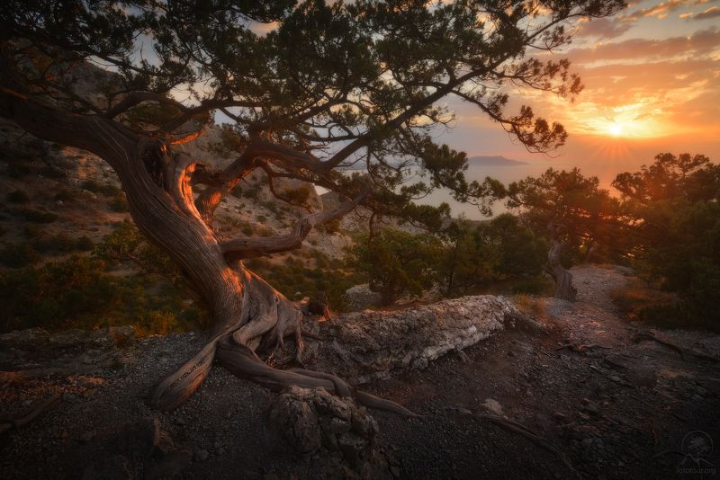 крым, горы, море, дерево Виды Нового Светаphoto preview