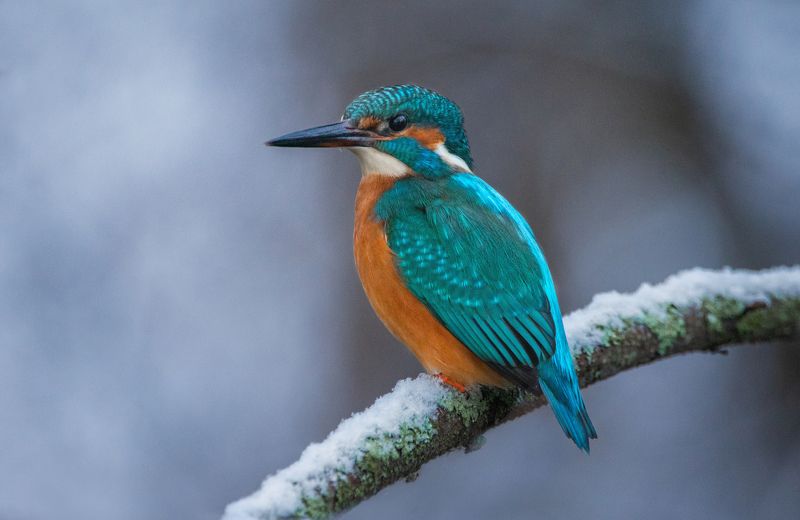 Обыкновенный зимородок, Alcedo atthis Обыкновенный зимородок (Alcedo atthis). photo preview