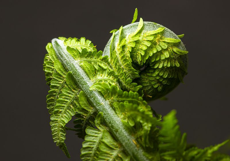 макро, растения. папоротник, нежность,природа Нежностьphoto preview