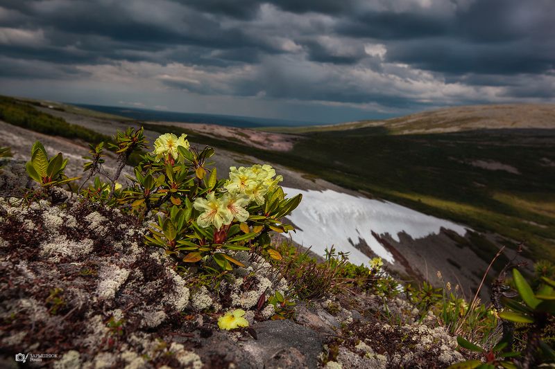 Рододендрон, цветы, якутия, тайга, сибирь, дальний восток, снег, лето Рододендронphoto preview