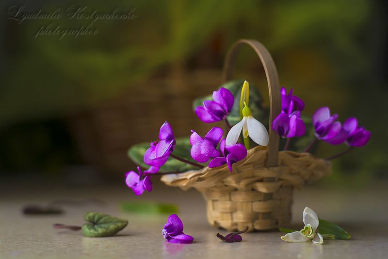 художественное фото,натюрморт,букет с цветами,цикламены. Цикламены из моего сада.photo preview