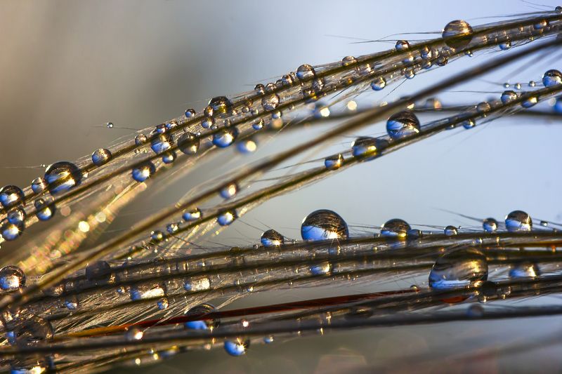 макро, дождь, капли дождя. ковыль. природа, растения После дождяphoto preview