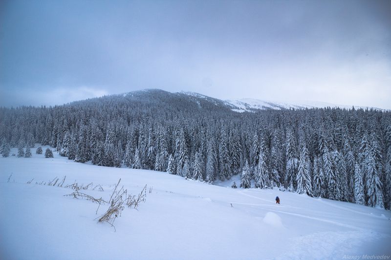 карпати, свидовець, карпаты, украина, татул, татульський грунь Топтать молчаphoto preview