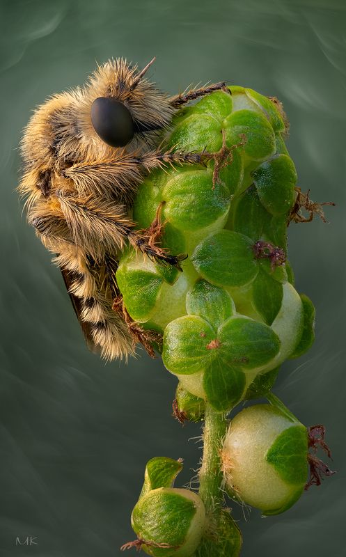 ктырь, robber fly, asilidae Мохнатый разбойникphoto preview