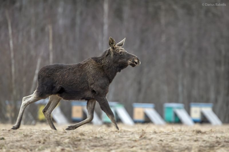 Лосьphoto preview