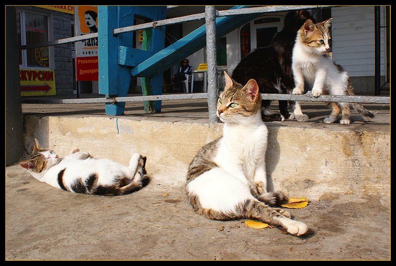 кошки Райphoto preview