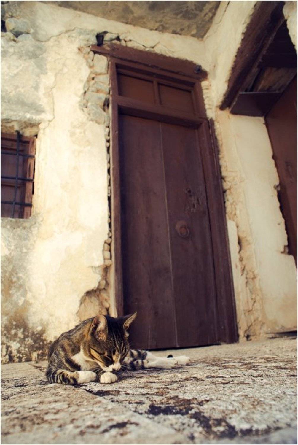 кот, дверь, моныстыть, превели, Владимир Эделев