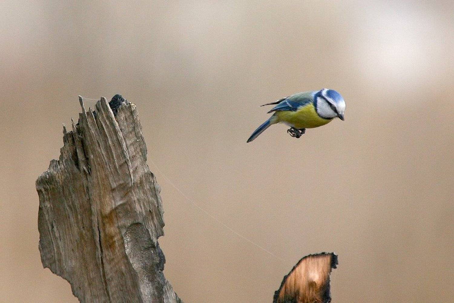 Промажет?. Автор: Владимир Кучеренко , Владимир Кучеренко