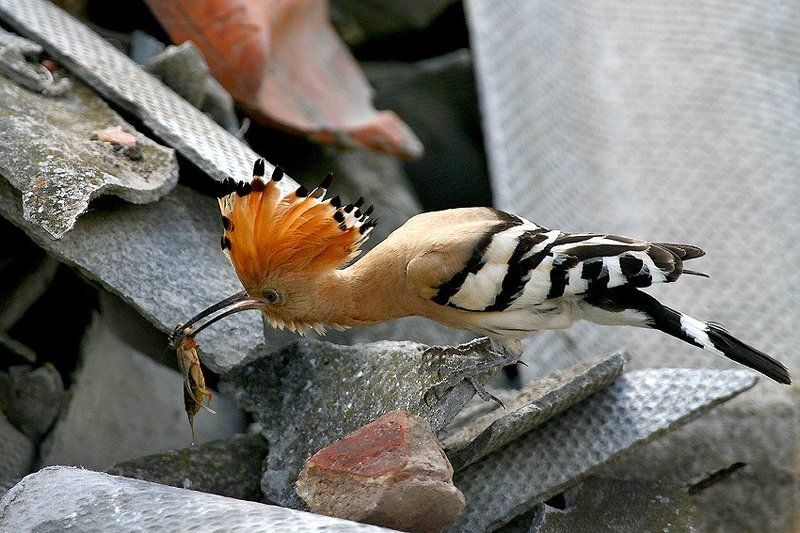Сыноок, завтракать!photo preview