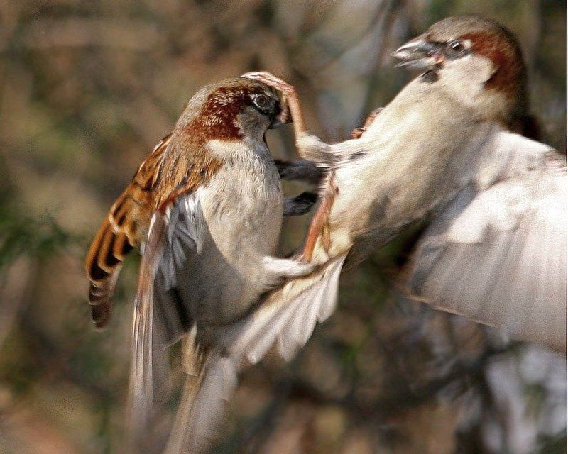 Запрещенный приемphoto preview