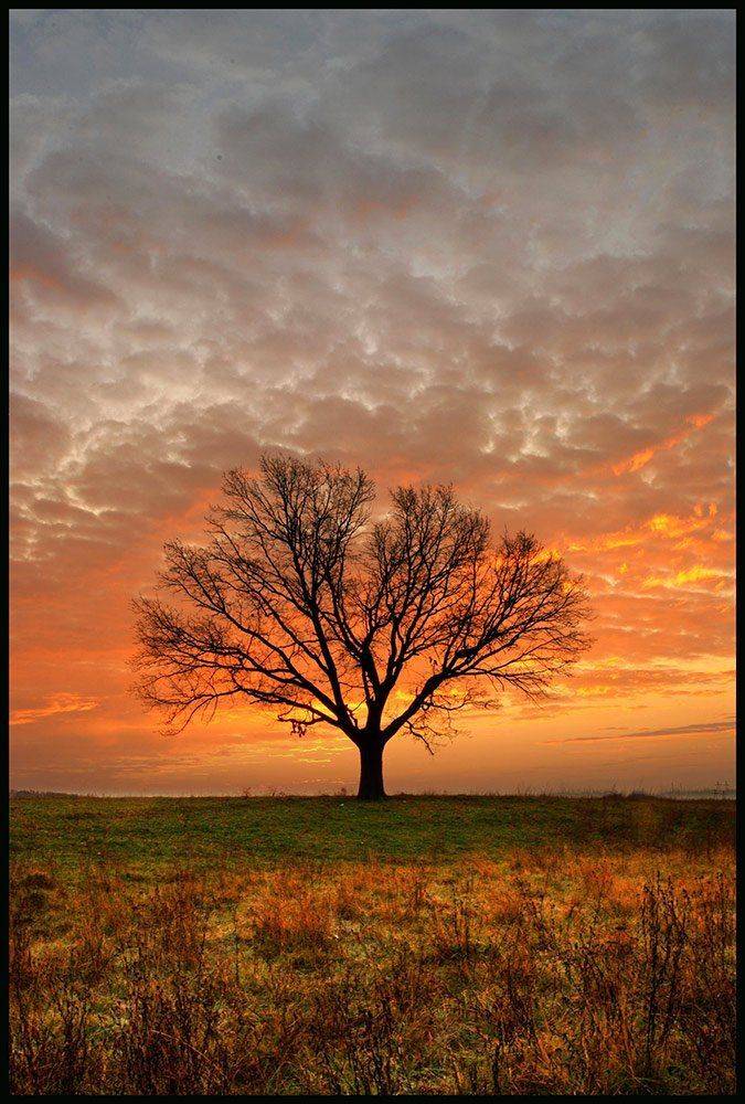 утро,дерево,рассвет, VTORNIK Эдуард Николаев
