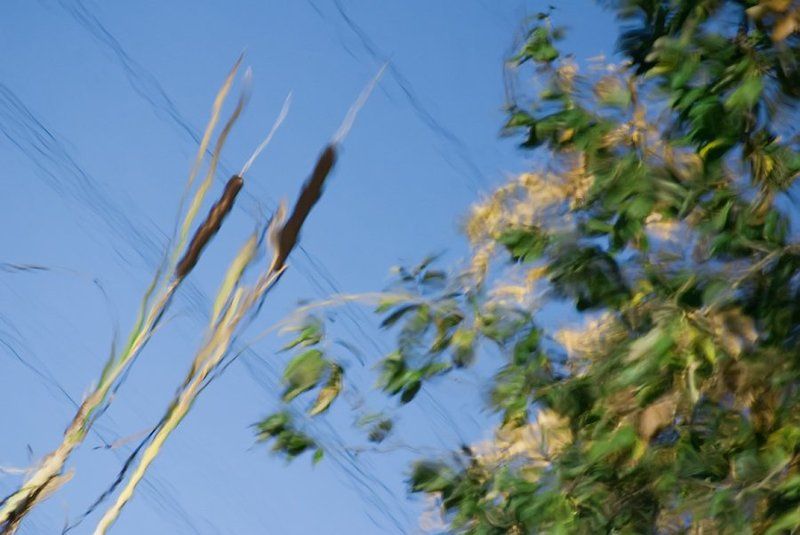 ветер,отражение,вода,камышь,красуи Ветер рисуети акварельphoto preview