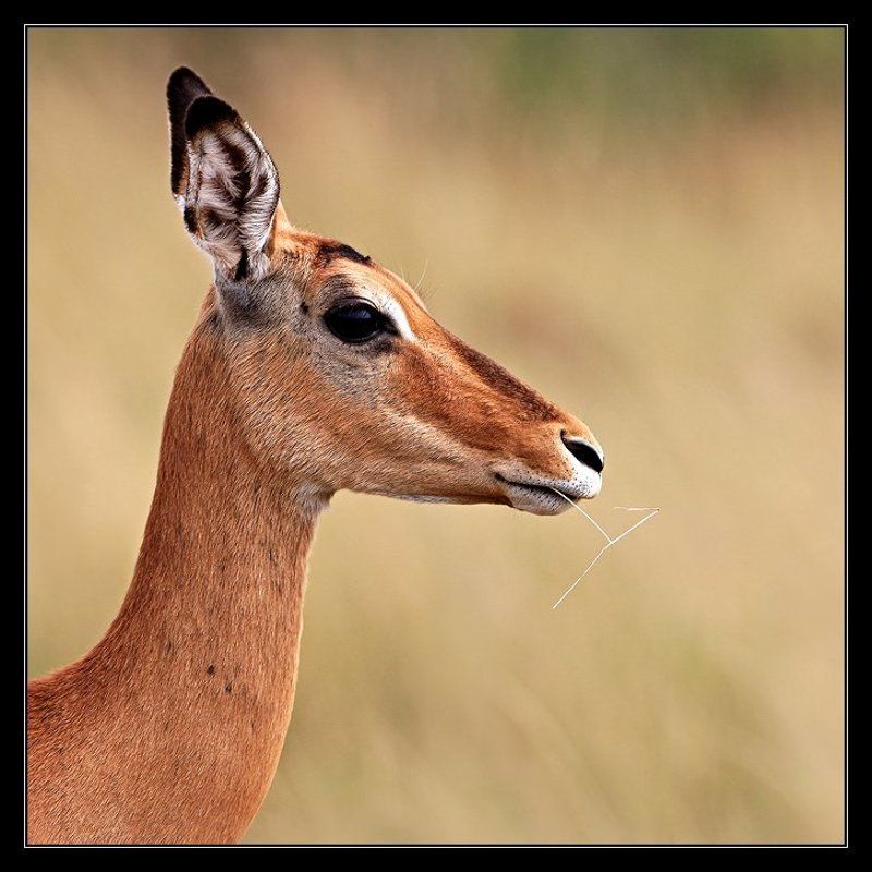 Портрет газели с травинкойphoto preview