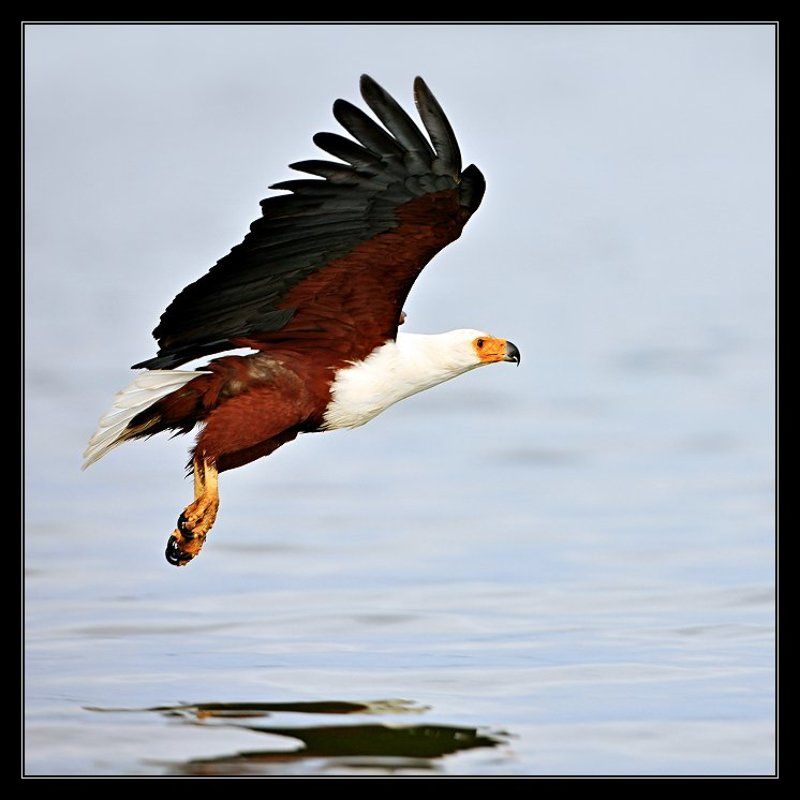 Орланphoto preview