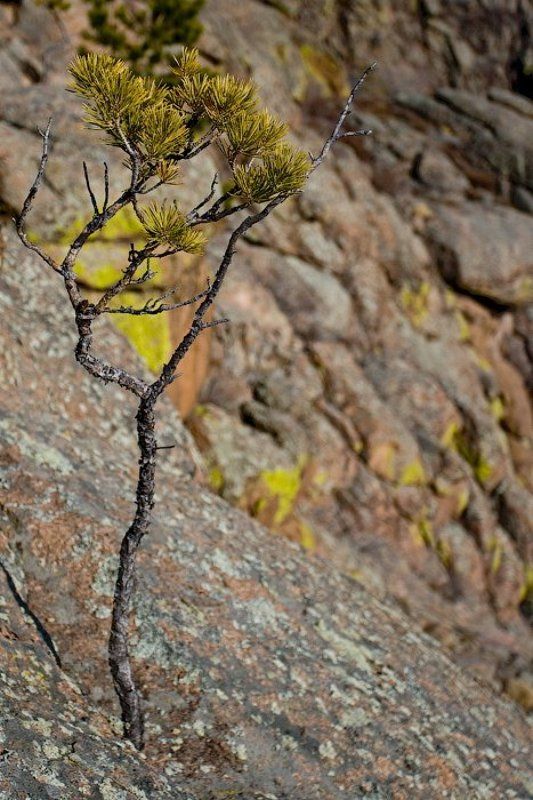 бурятия, меркиты, скала, сосна Школа выживанияphoto preview
