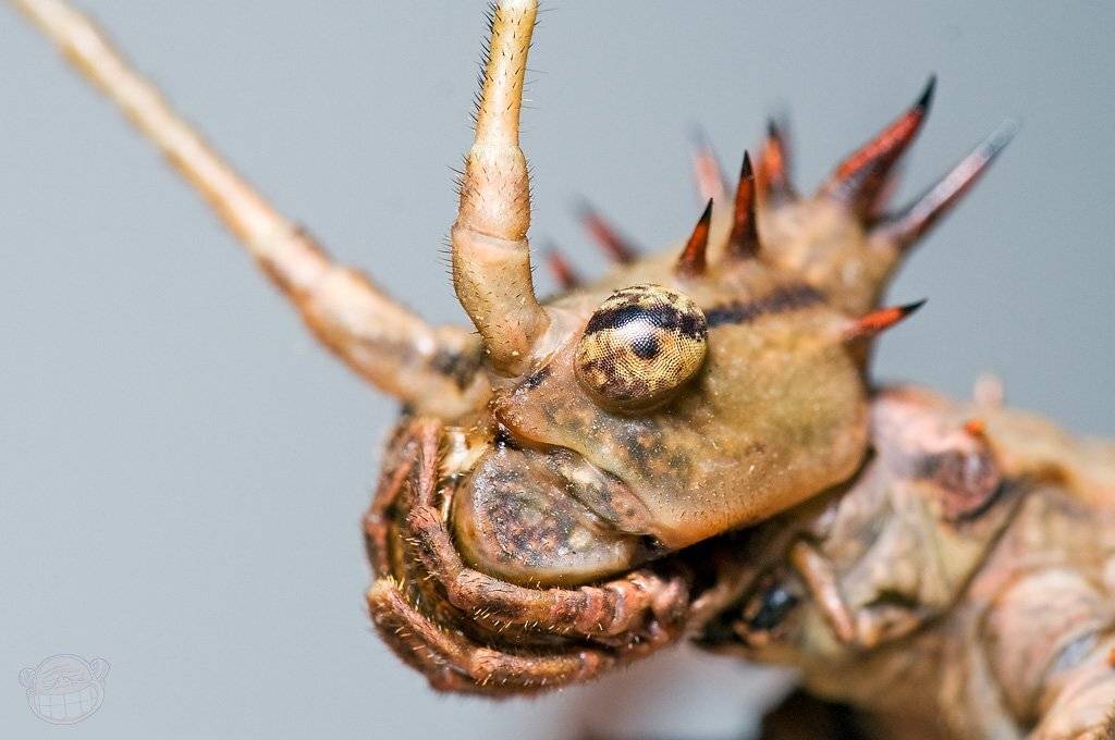 палочник, Amazon-san