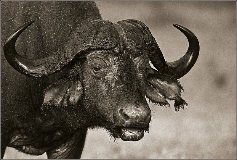 Портрет буйвола под дождемphoto preview