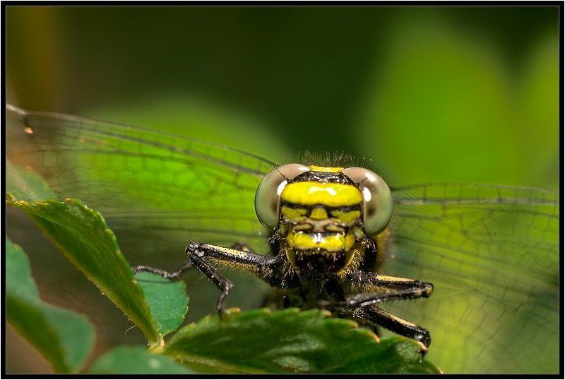 стрекоза Стрекозаphoto preview