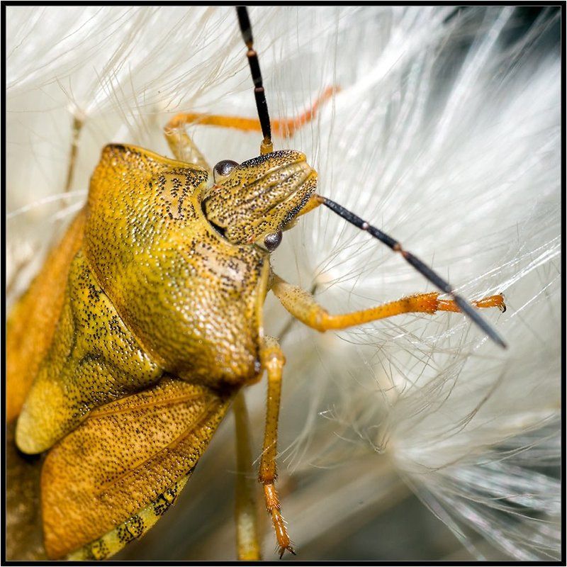 макро,клоп,жёлтый Жёлтый клопphoto preview