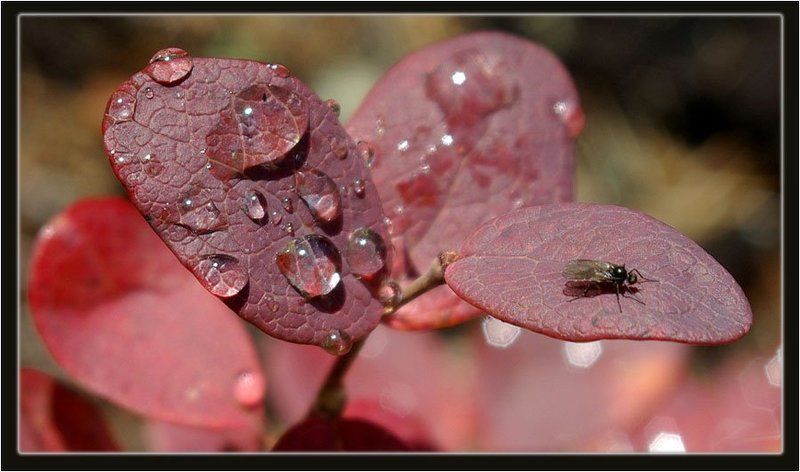 роса,голубичник Росаphoto preview