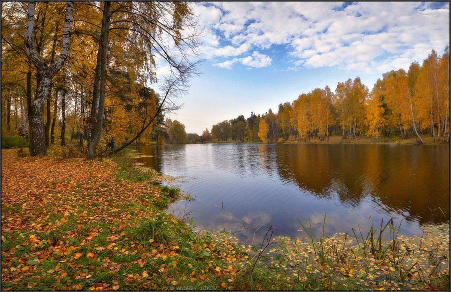 В разгар золотой осени... Автор: Андрей Житков осень, захарово, пруд, пейзаж, Андрей Житков