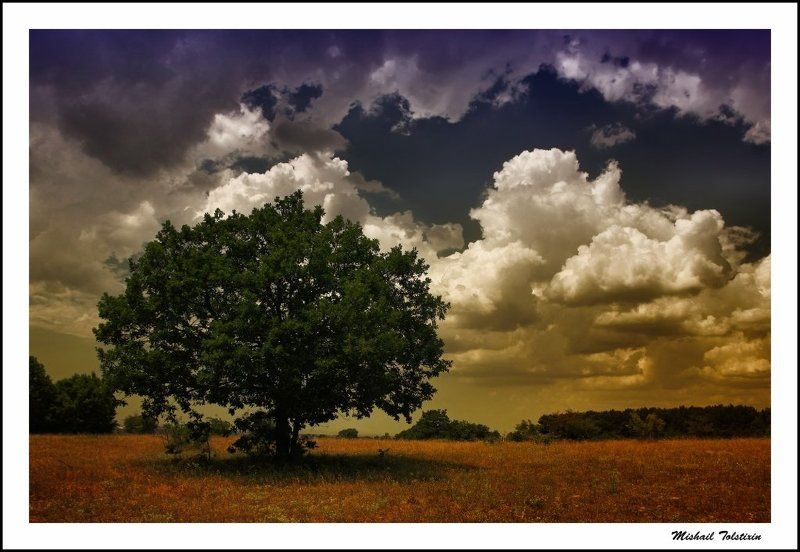 деревоphoto preview