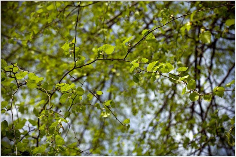 береза, листья, природа, зелень Березовая нежность фото превью