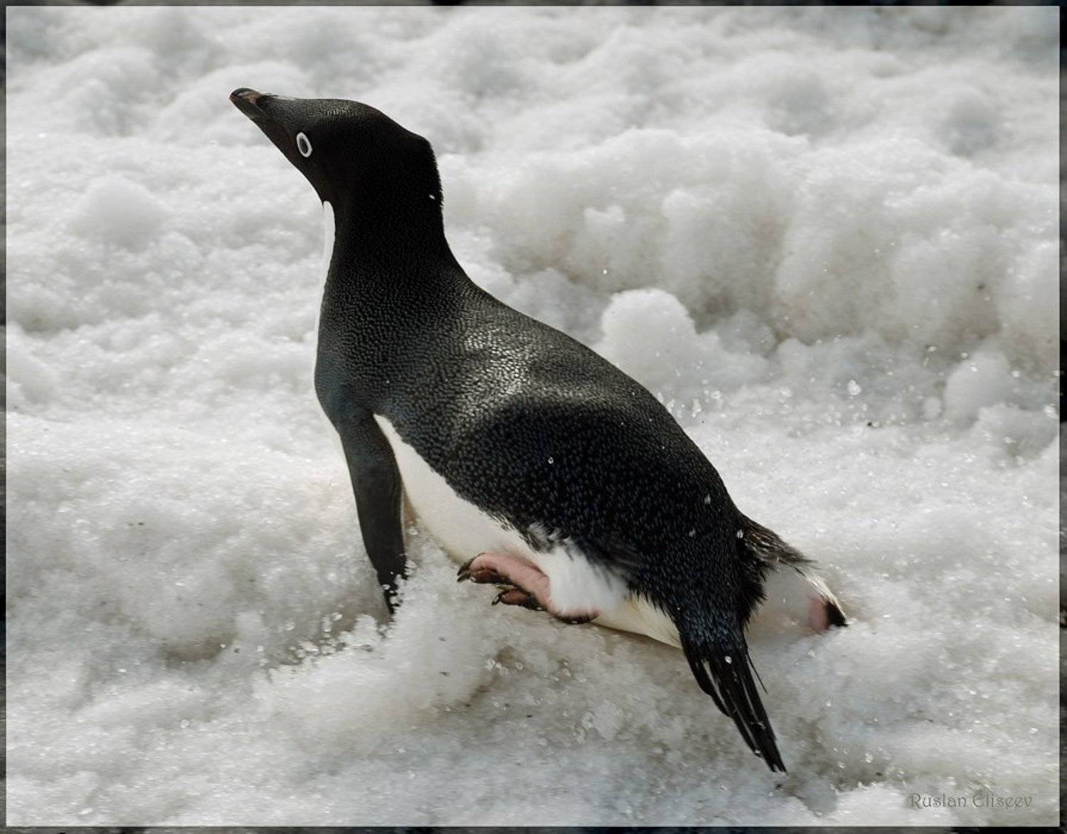 пингвин, антарктика, беллинсгаузен, Руслан Елисеев