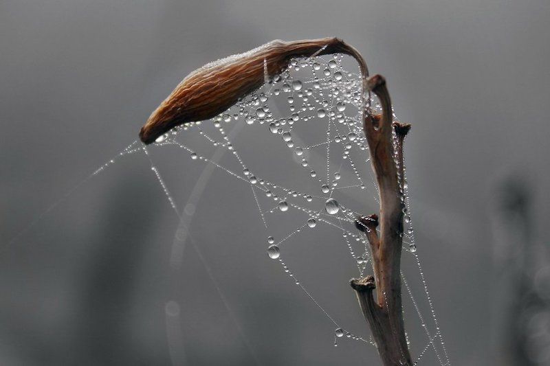 макро,паутинка,паутина,осень,лето,вода,утро,отражение,туман,уфа,башкирия,природа под тяжестью..photo preview