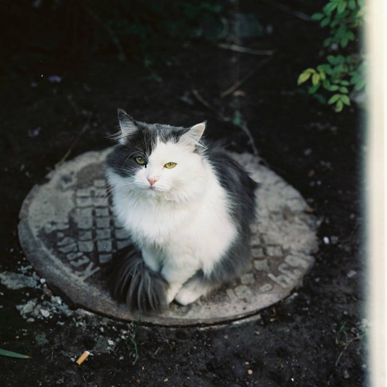 konophoto, пленка 6х6, Демьяненко