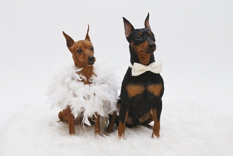 фотосессия, собак свадьбаphoto preview