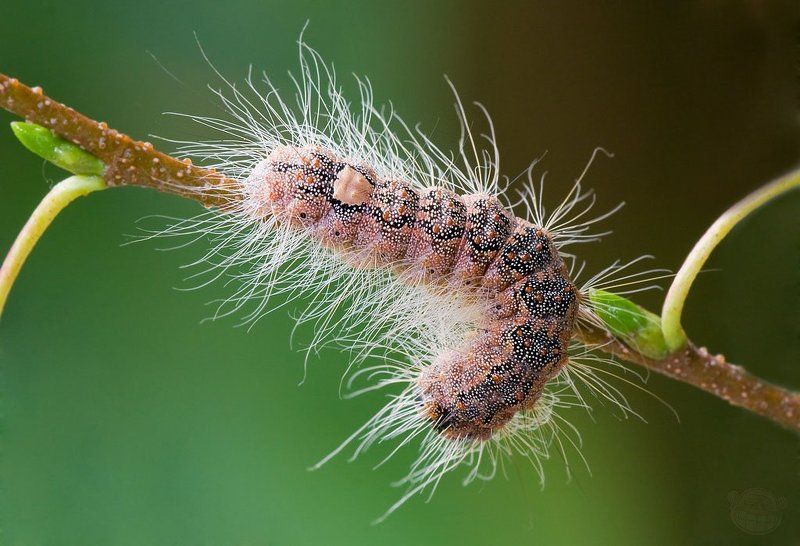 гусеница, макро Высокое напряжение! фото превью
