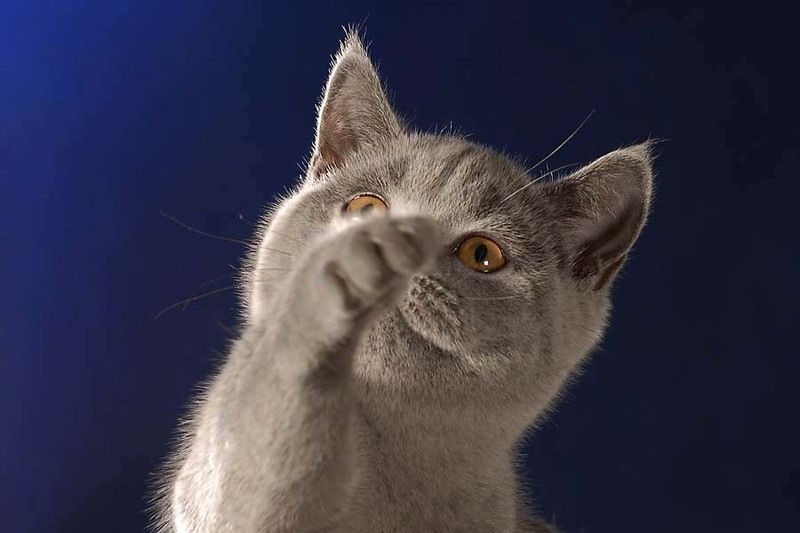 кошка Дай-ка объектив протру!photo preview