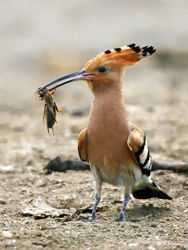 Я вам тут весточку от Фокса притаранил..photo preview