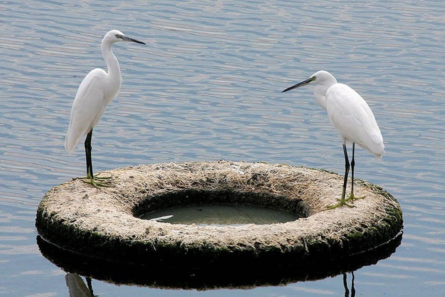 Шиномонтаж. Автор: Владимир Кучеренко , Владимир Кучеренко