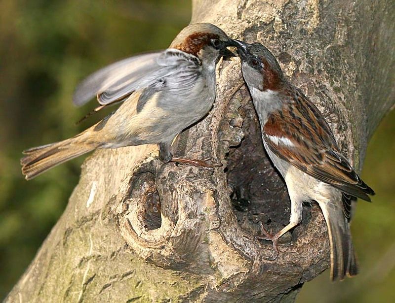 Поймалphoto preview