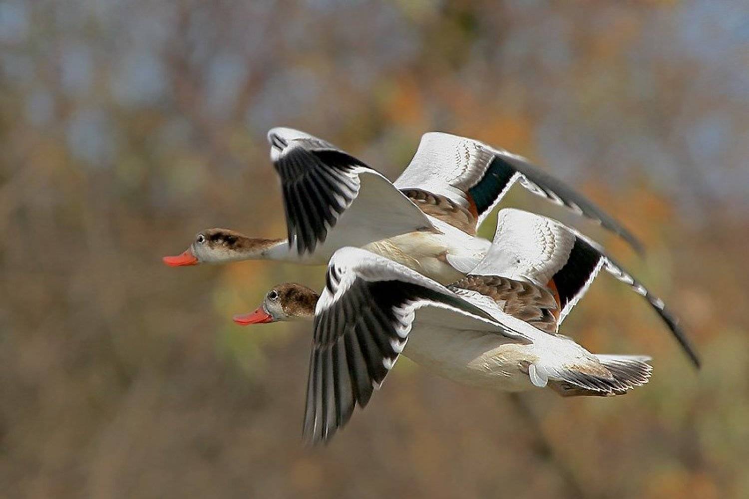 , Владимир Кучеренко