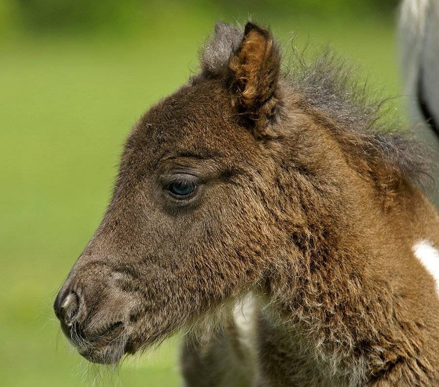 Новорожденный. Автор: Borsov Michail , Borsov Michail